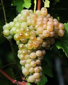 trebbiano romagnolo